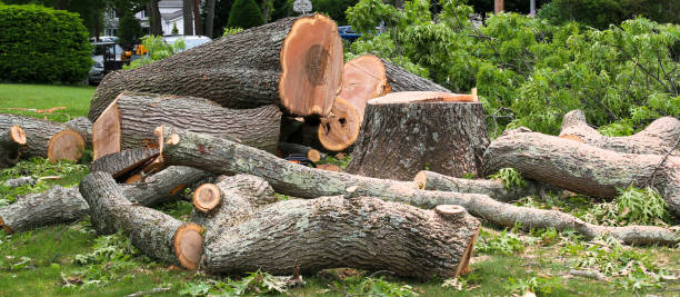 Reliable Piney Mountain, VA Tree Removal Services Solutions