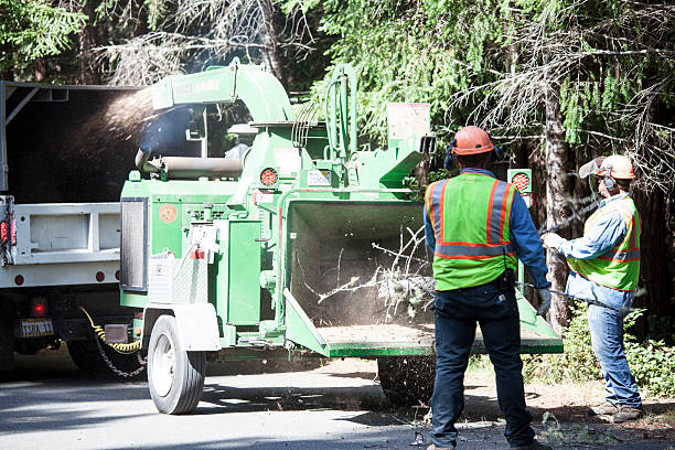 How Our Tree Care Process Works  in  Piney Mountain, VA